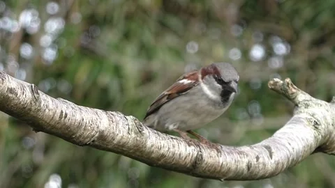 Bullfinch Bird Stock Footage 229750167