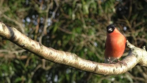 Bullfinch Bird Stock Footage 229750168