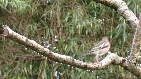 Bullfinch Bird Stock Footage 229750169