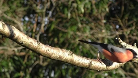 Bullfinch Bird Stock Footage 229750179