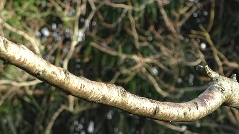 Bullfinch Bird Video stock 229750192