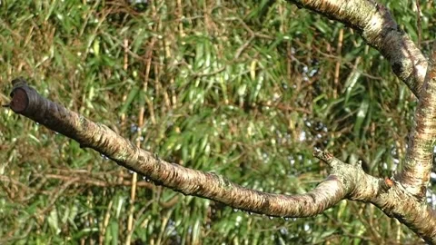 Bullfinch Bird Video stock 229750197