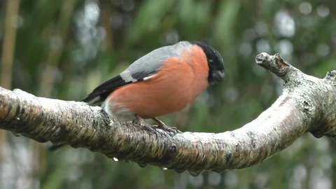 Bullfinch Bird 스톡 동영상 229750203