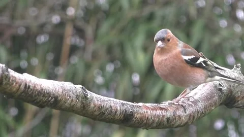 Bullfinch Bird Stock Footage 229750210
