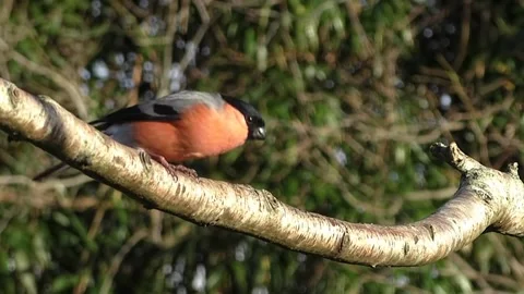 Bullfinch Bird Stock Footage 229750214