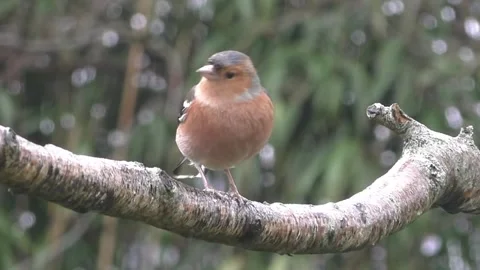 Bullfinch Bird Stock Footage 229750228