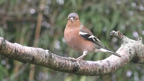 Bullfinch Bird Video stock 229750239