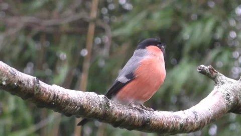 Bullfinch Bird Video stock 229750246