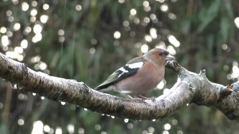 Bullfinch Bird Video stock 229750253