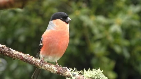 Bullfinch Bird Stock Footage 229750254