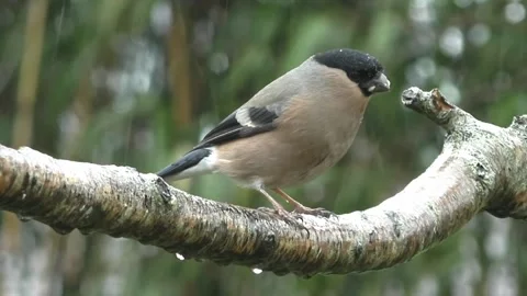 Bullfinch Bird Stock Footage 229750266