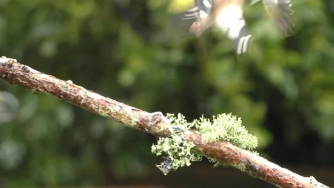 Bullfinch Bird Stock Footage 229750274