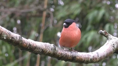 Bullfinch Bird Video stock 229750279