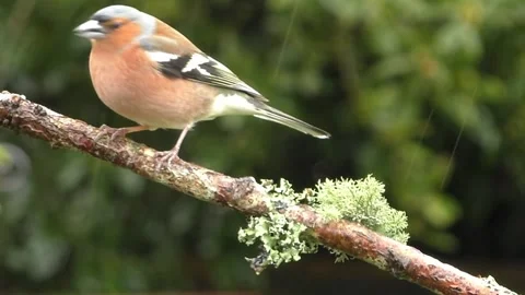 Bullfinch Bird 库存影片 229750280