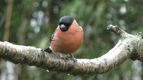 Bullfinch Bird Stock Footage 229750289