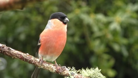 Bullfinch Bird Stock Footage 229750323