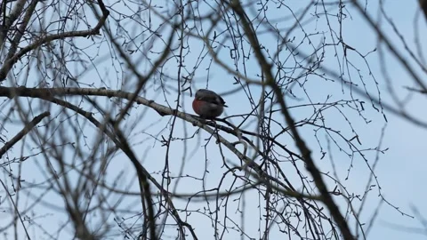 Bullfinch bird Video stock 334376853