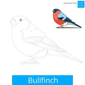 Bullfinch bird learn to draw vector Stock Illustration