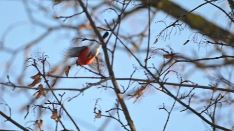 Bullfinch bird perched on a snowy tree branch, feeding in 4K slow motion. Stock Footage 293743178