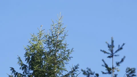 Bullfinch bird singing Stock Footage 143549166