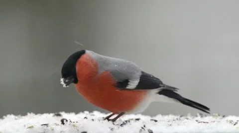 Bullfinch at Birdfeeder Stock Footage 10574917