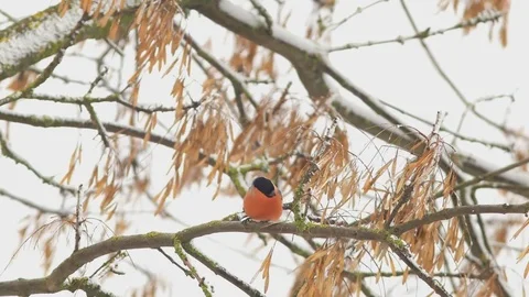 Bullfinch feeds on the branches of maple Stock Footage 83841906