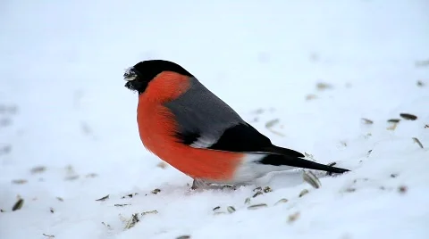 Bullfinch Stock Footage 679767