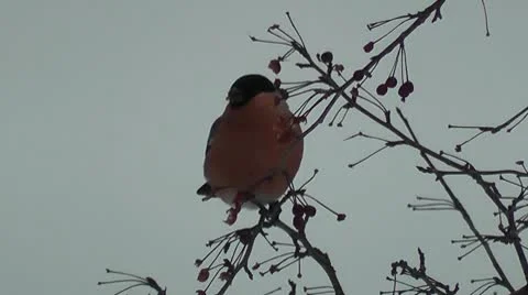 Bullfinch Stock Footage 10593566