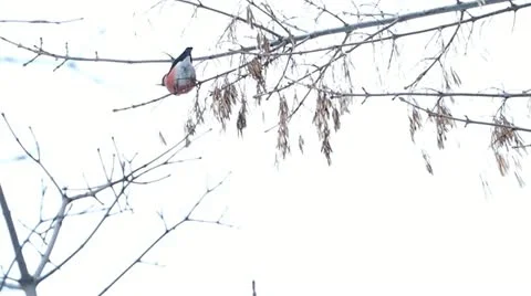 Bullfinch Stock Footage 22015476