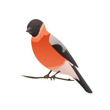 Bullfinch イラスト素材