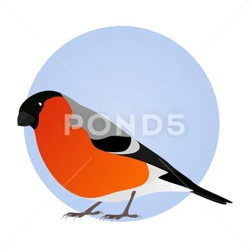 Bullfinch isolated on blue circle frame. Icon, logo. Stock Illustration