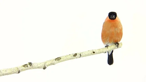 Bullfinch isolated on a white background, studio shot Stock Footage 80860641