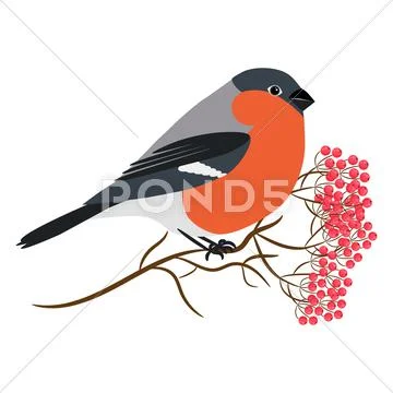 Bullfinch isolated on white vector. Sitting at a rowanberry branch. Vector Stock Illustration