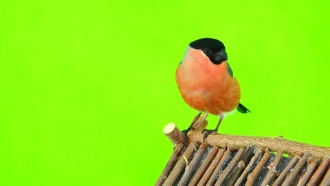 Bullfinch male on a green screen, studio shot Stock Footage