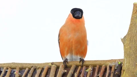 Bullfinch male on a white background, studio shot Stock Footage
