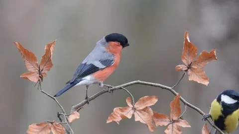 Bullfinch perched on the beech branch Stock Footage 123499024
