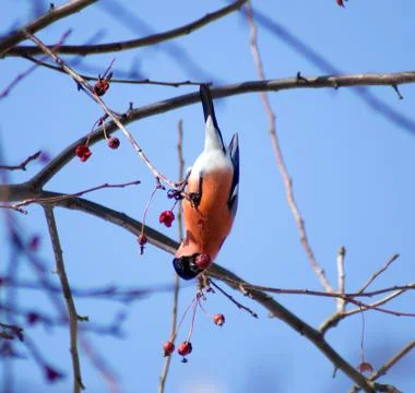 Bullfinch Foto stock