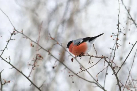 Bullfinch 스톡 사진
