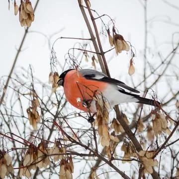 Bullfinch Stock Photos