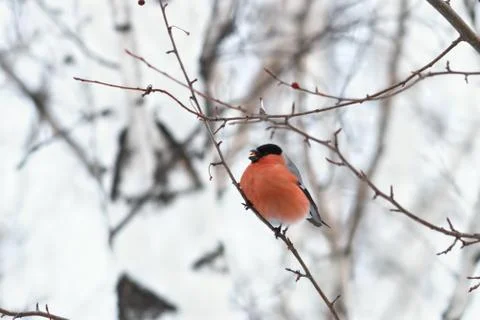 Bullfinch Foto stock