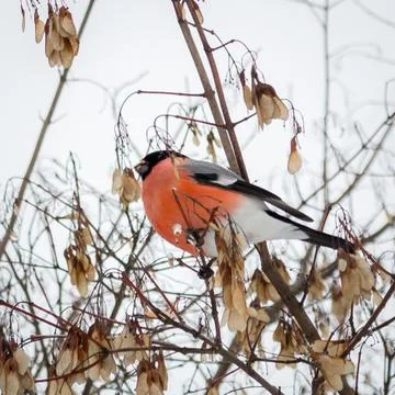 Bullfinch Stock Photos