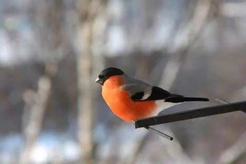 Bullfinch Stock Photos