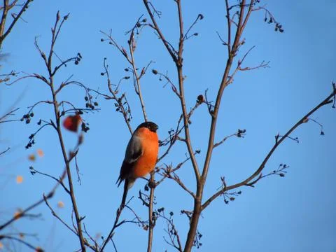 Bullfinch Stock Photos