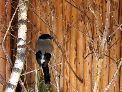 Bullfinch Stock Photos