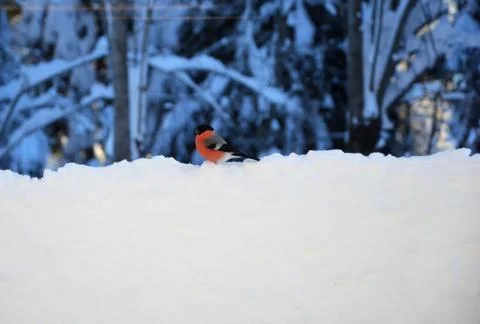 Bullfinch Stock Photos