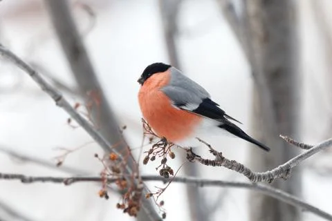 Bullfinch Stock Photos