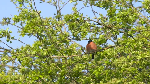 Bullfinch Pyrrhula pyrrhula 17  50p Male in hawthorn bush Stock Footage 171595053