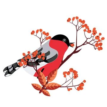 Bullfinch on rowan Stock Illustration