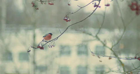 A bullfinch sits on a branch and eats a rowan tree against the background of Stock Footage 312447837