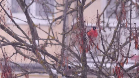 Bullfinch on a tree branch feeding berries in white background in the snow Stock Footage 87247053